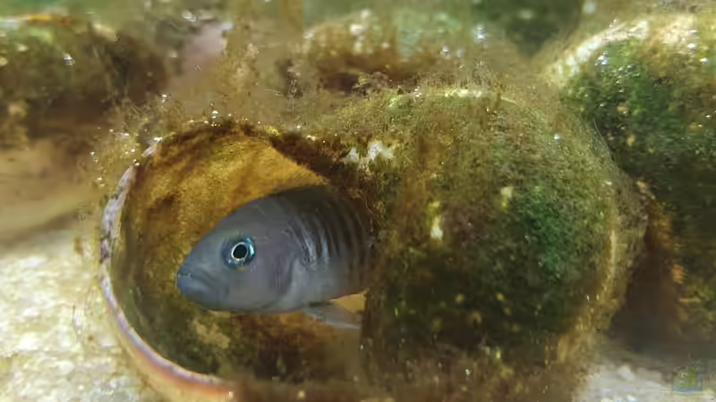 Besatz im Aquarium Tanganjika Biotop von Matt Bros (13)