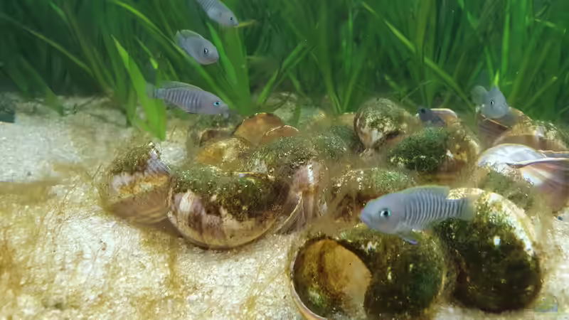 Besatz im Aquarium Tanganjika Biotop von Matt Bros (15)