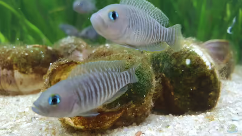 Besatz im Aquarium Tanganjika Biotop von Matt Bros (17)