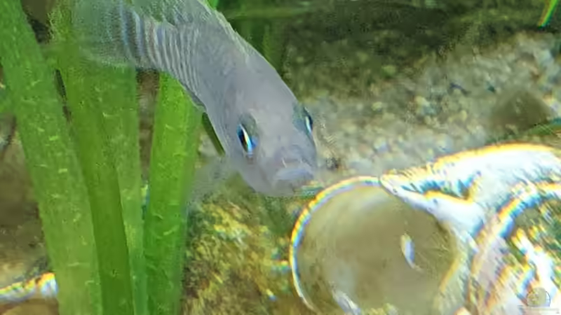 Besatz im Aquarium Tanganjika Biotop von Matt Bros (18)