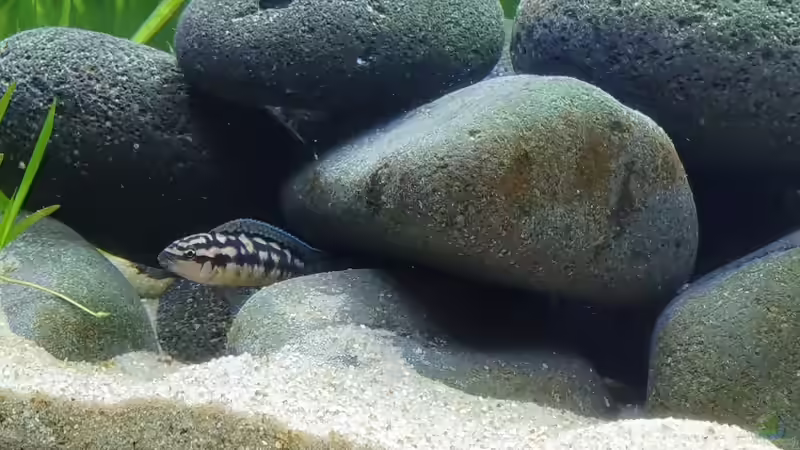 Besatz im Aquarium Tanganjika Biotop von Matt Bros (19)
