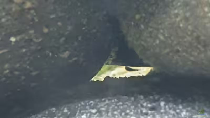 Besatz im Aquarium Tanganjika Biotop von Matt Bros (20)