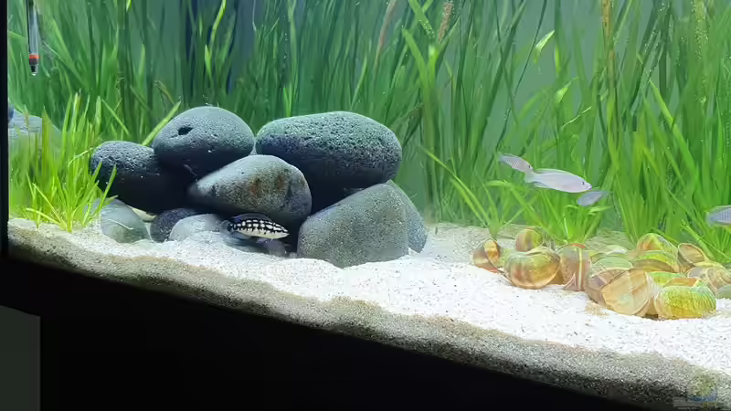 Besatz im Aquarium Tanganjika Biotop von Matt Bros (21)