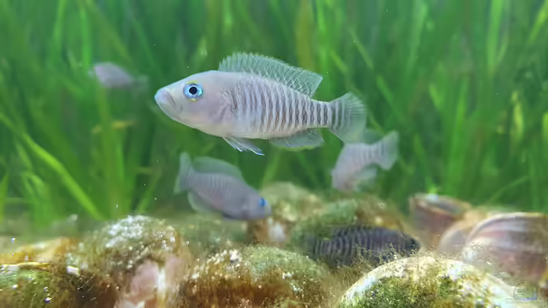 Besatz im Aquarium Tanganjika Biotop von Matt Bros (22)