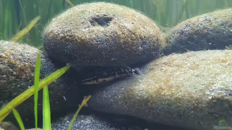 Besatz im Aquarium Tanganjika Biotop von Matt Bros (23)