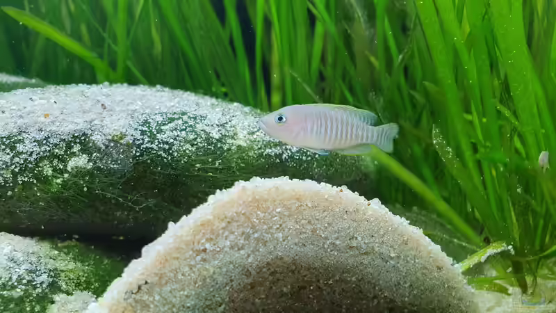 Besatz im Aquarium Tanganjika Biotop von Matt Bros (24)