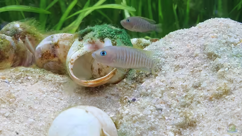 Besatz im Aquarium Tanganjika Biotop von Matt Bros (25)