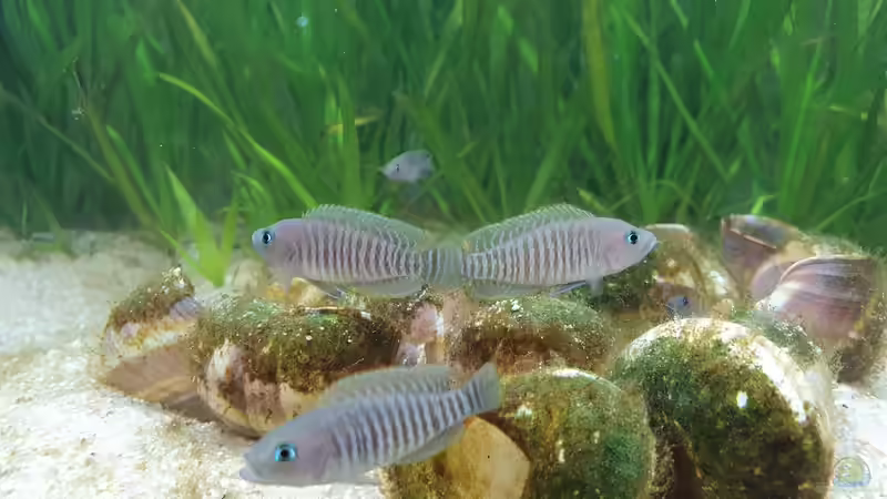 Besatz im Aquarium Tanganjika Biotop von Matt Bros (28)