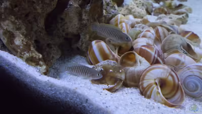 Besatz im Aquarium Tanganjika Buddelzwerge von matze81 (19)