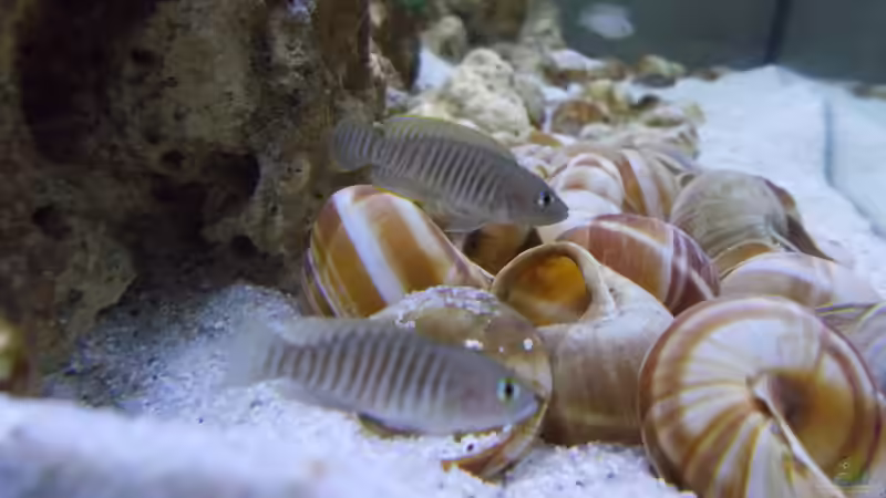 Besatz im Aquarium Tanganjika Buddelzwerge von matze81 (20)