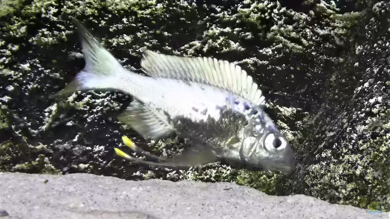 Besatz im Aquarium Tanganjika Cichlid Family von spriggina (32)