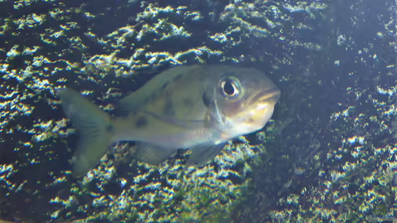 Besatz im Aquarium Tanganjika Cichlid Family von spriggina (34)