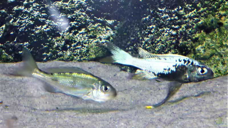 Besatz im Aquarium Tanganjika Cichlid Family von spriggina (35)