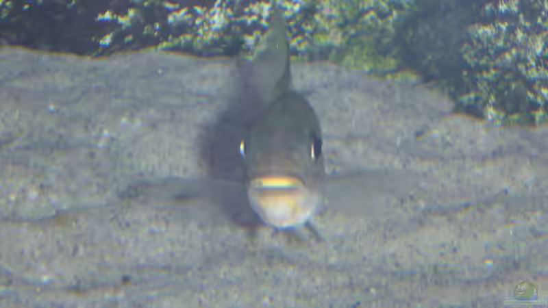 Besatz im Aquarium Tanganjika Cichlid Family von spriggina (36)