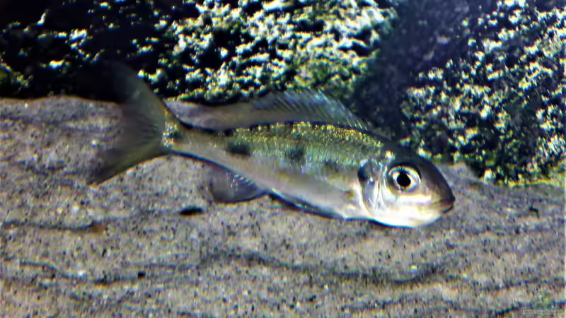 Besatz im Aquarium Tanganjika Cichlid Family von spriggina (39)