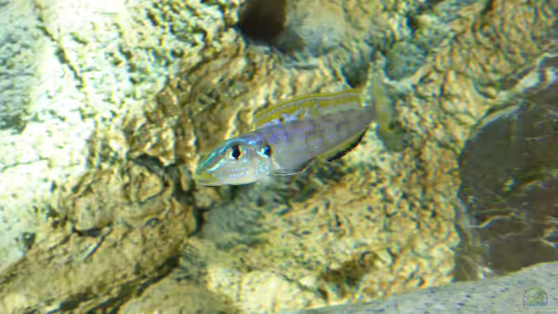 Besatz im Aquarium Tanganjika Cichlid Family von spriggina (69)