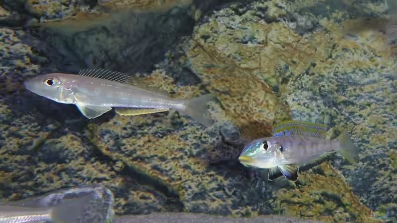 Besatz im Aquarium Tanganjika Cichlid Family von spriggina (77)