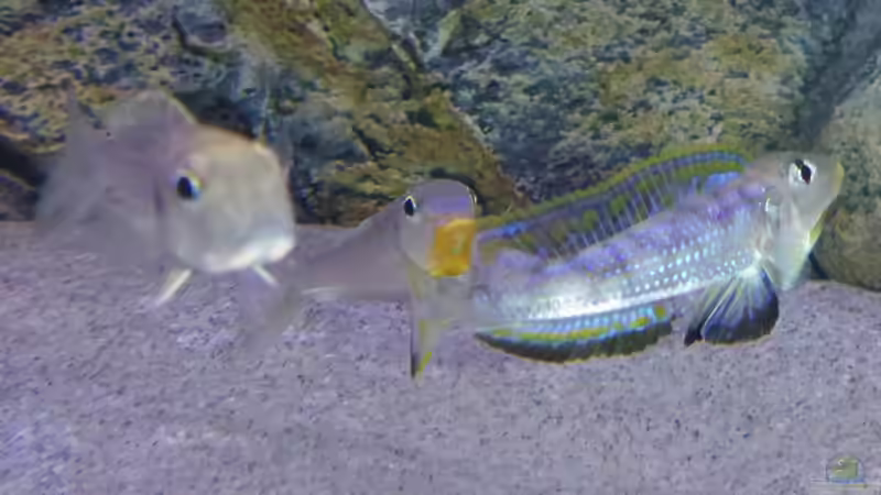 Besatz im Aquarium Tanganjika Cichlid Family von spriggina (78)
