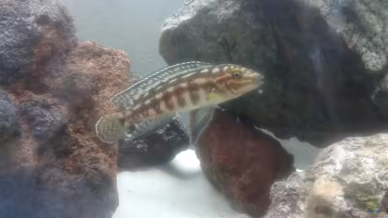 Besatz im Aquarium Tanganjika-Cliffside von Akula (3)