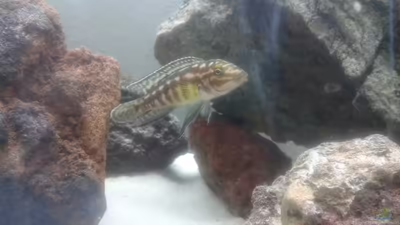 Besatz im Aquarium Tanganjika-Cliffside von Akula (4)