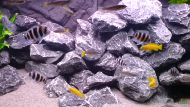 Besatz im Aquarium Tanganjika-Gesellschaft von Bbert (14)