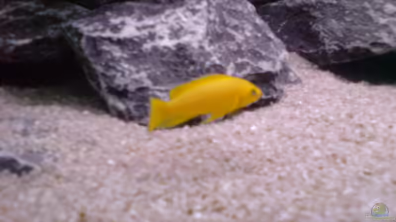 Besatz im Aquarium Tanganjika-Gesellschaft von Bbert (16)