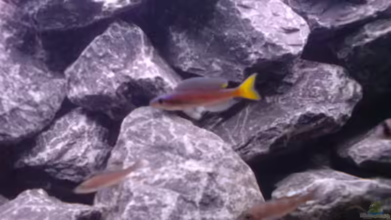 Besatz im Aquarium Tanganjika-Gesellschaft von Bbert (17)