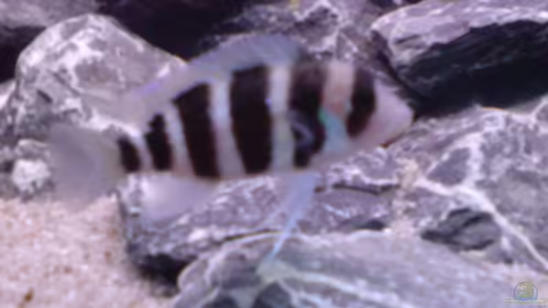 Besatz im Aquarium Tanganjika-Gesellschaft von Bbert (19)