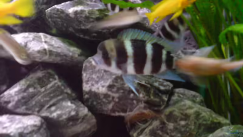 Besatz im Aquarium Tanganjika-Gesellschaft von Bbert (21)