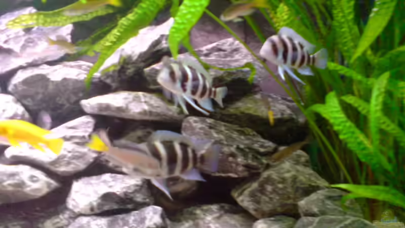 Besatz im Aquarium Tanganjika-Gesellschaft von Bbert (23)