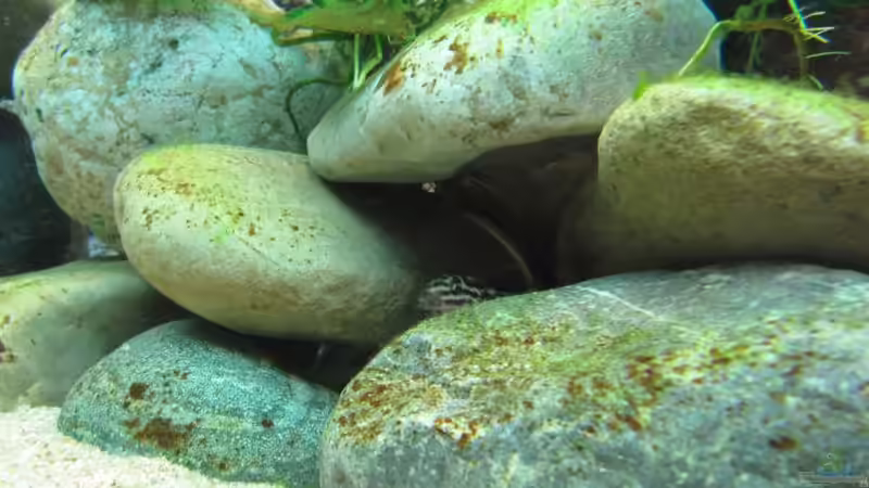 Besatz im Aquarium Tanganjika ist bei mir im Wohnzimmer von donolli (4)
