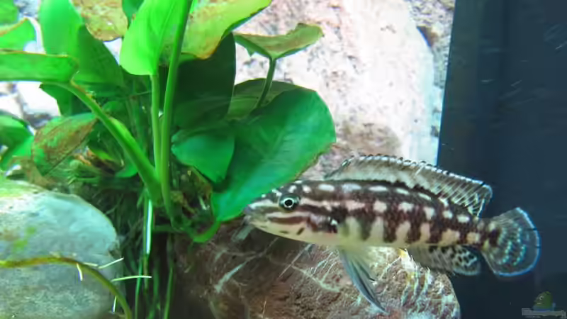 Besatz im Aquarium Tanganjika ist bei mir im Wohnzimmer von donolli (5)