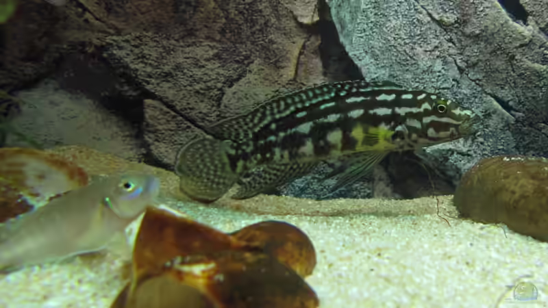 Besatz im Aquarium Tanganjika ist bei mir im Wohnzimmer von donolli (7)