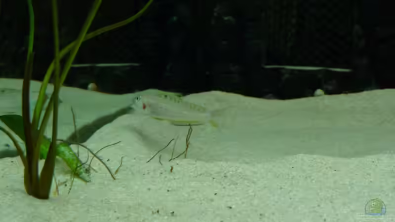 Besatz im Aquarium Tanganjika Neuanfang von Delta (4)