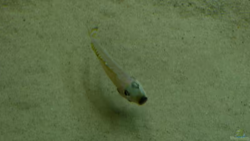 Besatz im Aquarium Tanganjika Neuanfang von Delta (5)