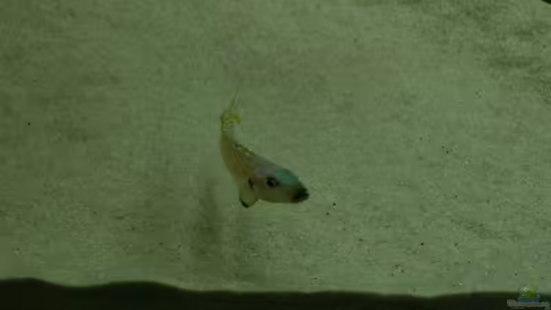 Besatz im Aquarium Tanganjika Neuanfang von Delta (7)