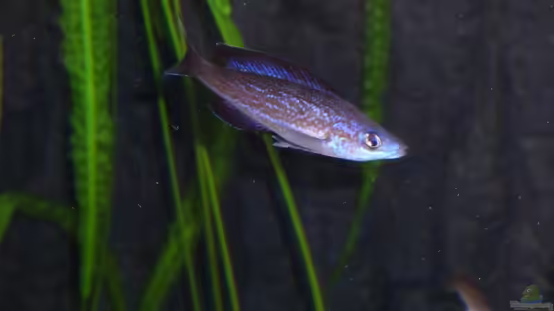 Besatz im Aquarium Tanganjika Neuanfang von Delta (8)