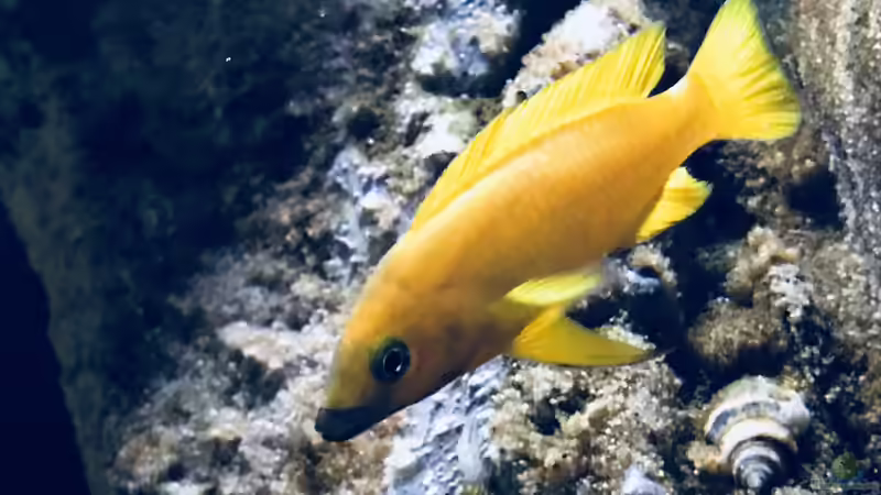 Besatz im Aquarium Tanganjika Raumteiler //1 von Callespeed (11)