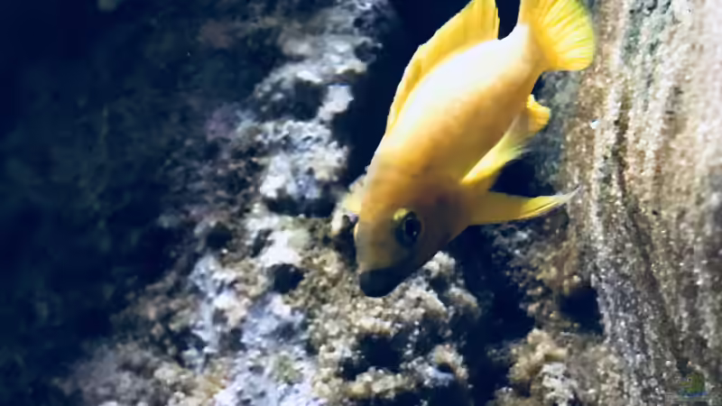 Besatz im Aquarium Tanganjika Raumteiler //1 von Callespeed (12)