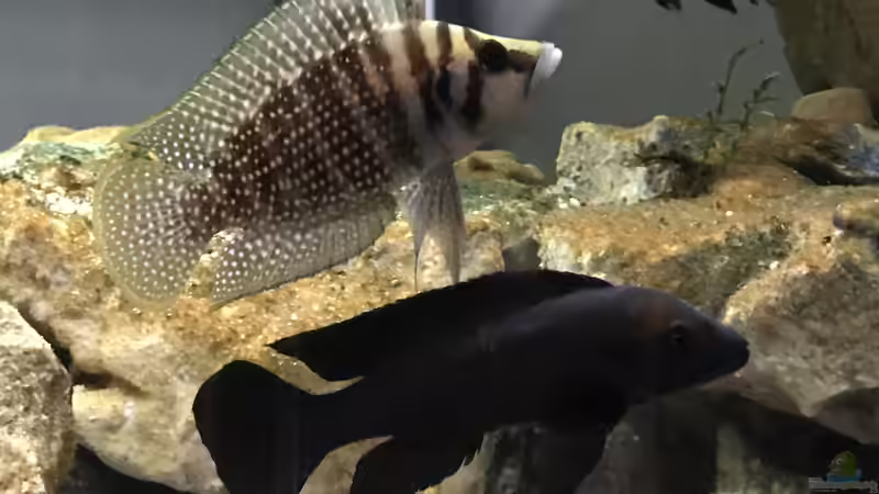 Besatz im Aquarium Tanganjika Raumteiler //1 von Callespeed (13)