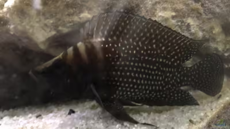 Besatz im Aquarium Tanganjika Raumteiler //1 von Callespeed (14)