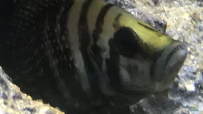 Besatz im Aquarium Tanganjika Raumteiler //1 von Callespeed (15)