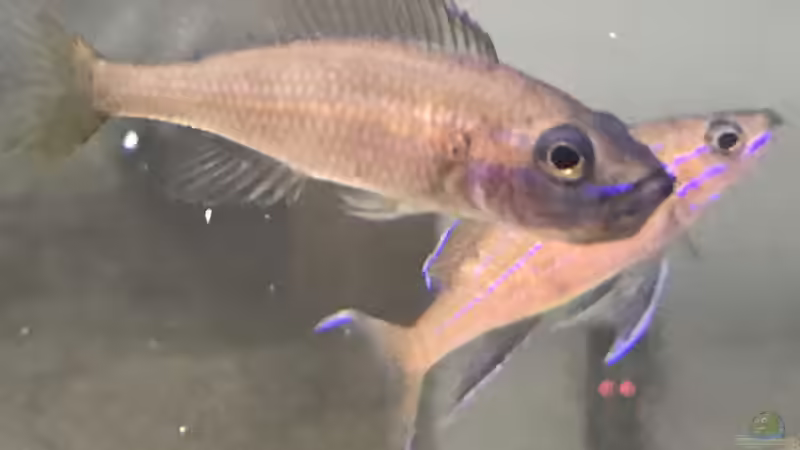 Besatz im Aquarium Tanganjika Raumteiler //1 von Callespeed (16)