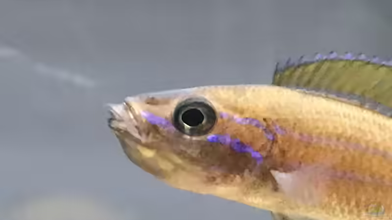 Besatz im Aquarium Tanganjika Raumteiler //1 von Callespeed (17)