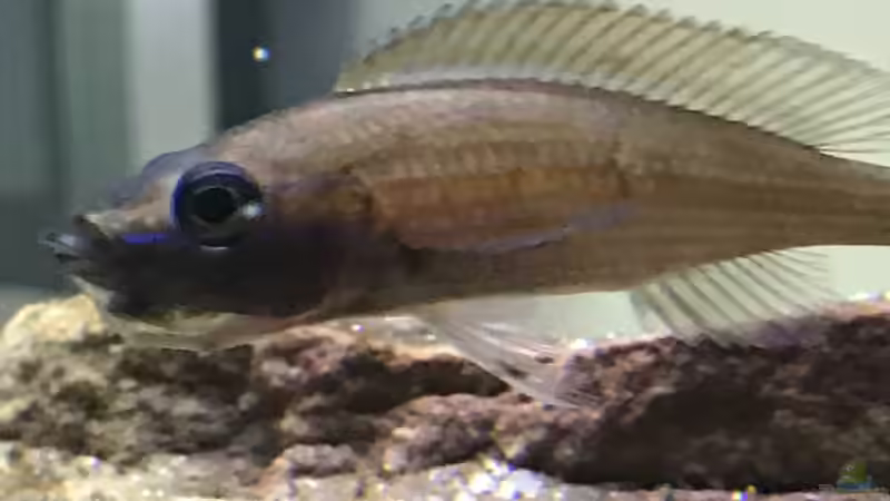 Besatz im Aquarium Tanganjika Raumteiler //1 von Callespeed (19)