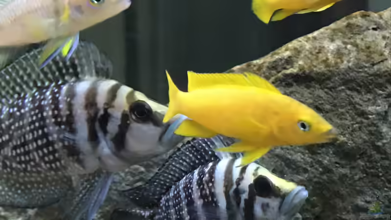 Besatz im Aquarium Tanganjika Raumteiler //1 von Callespeed (21)