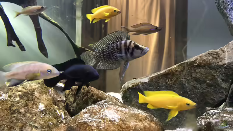 Besatz im Aquarium Tanganjika Raumteiler //1 von Callespeed (22)