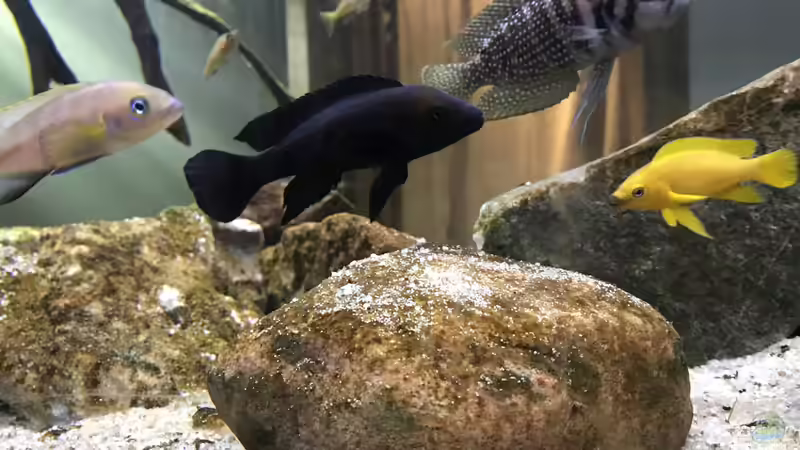 Besatz im Aquarium Tanganjika Raumteiler //1 von Callespeed (23)