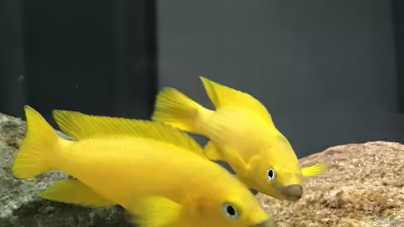 Besatz im Aquarium Tanganjika Raumteiler //1 von Callespeed (25)