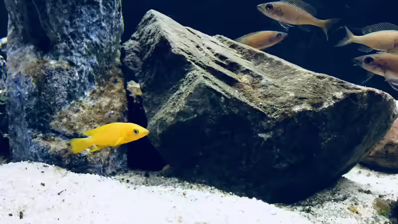 Besatz im Aquarium Tanganjika Raumteiler //1 von Callespeed (26)